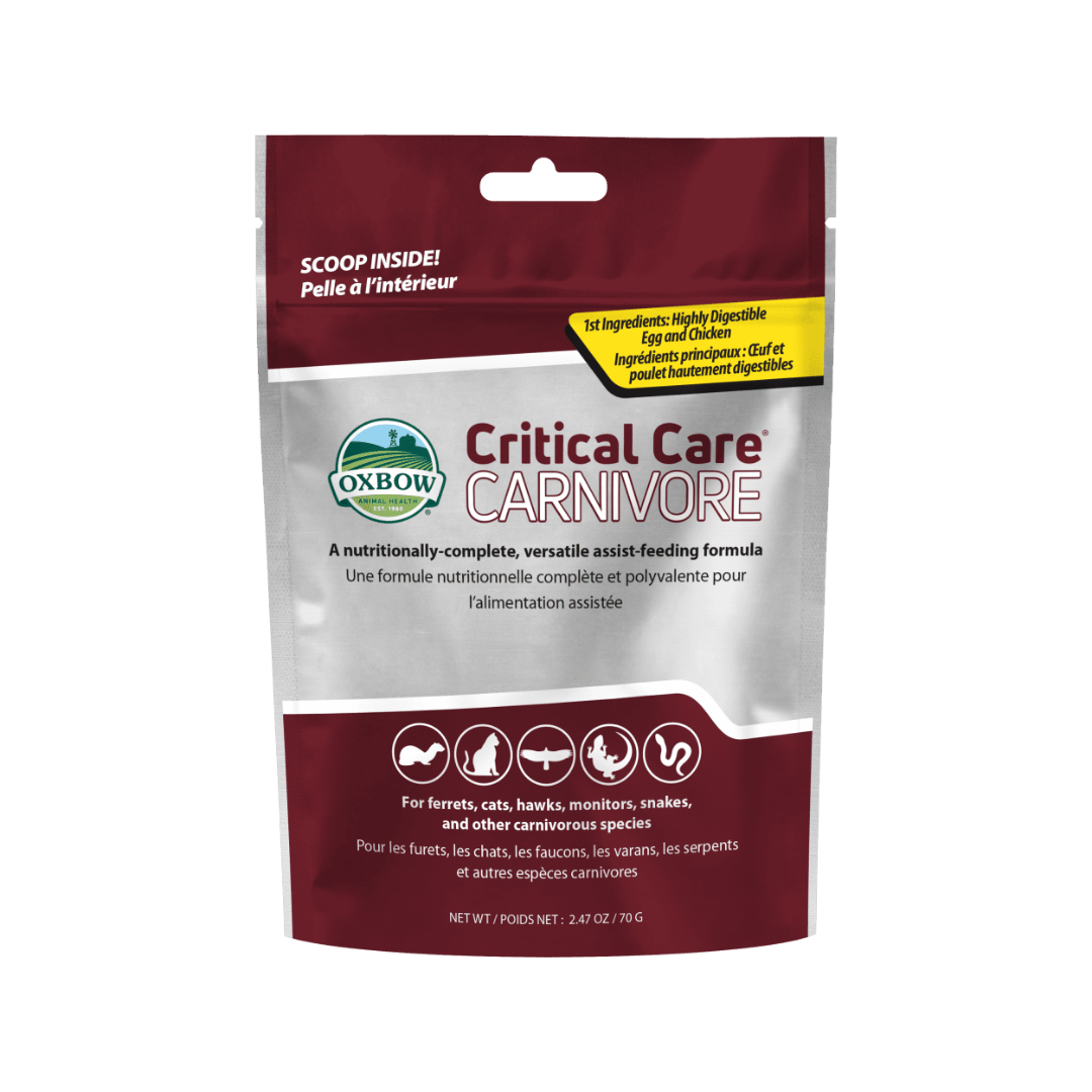 Papilla Sheerwood cuidados críticos Cobayo