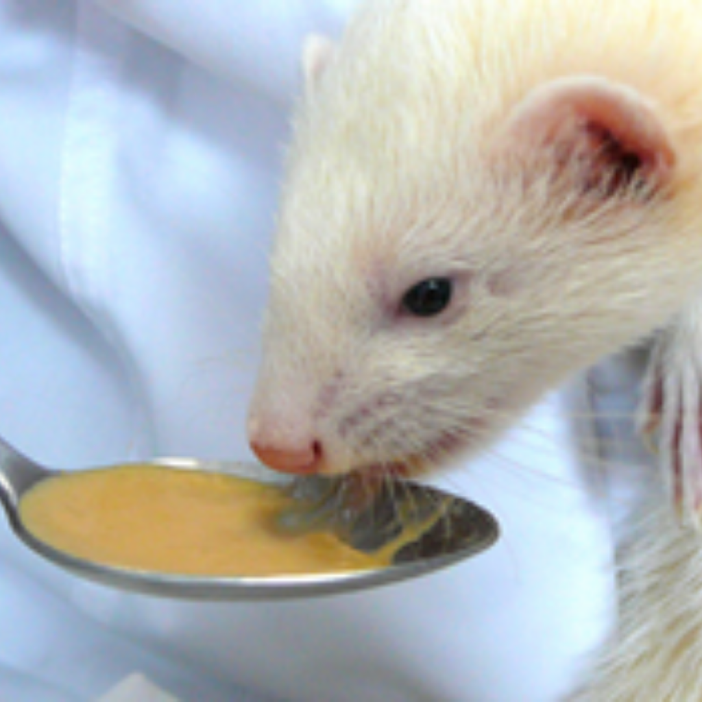 Papilla Oxbow carnívoro