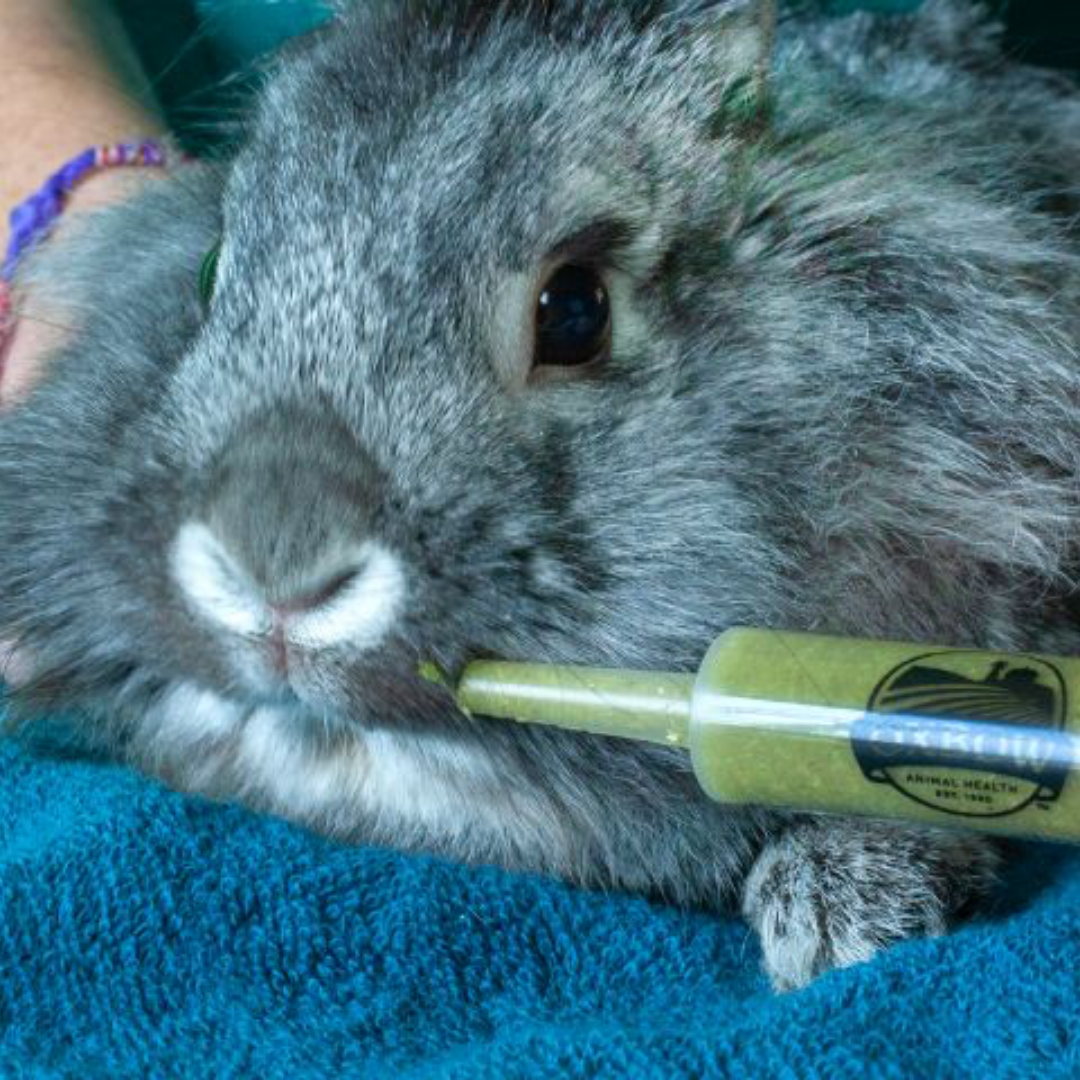 Papilla Oxbow Herbivoros