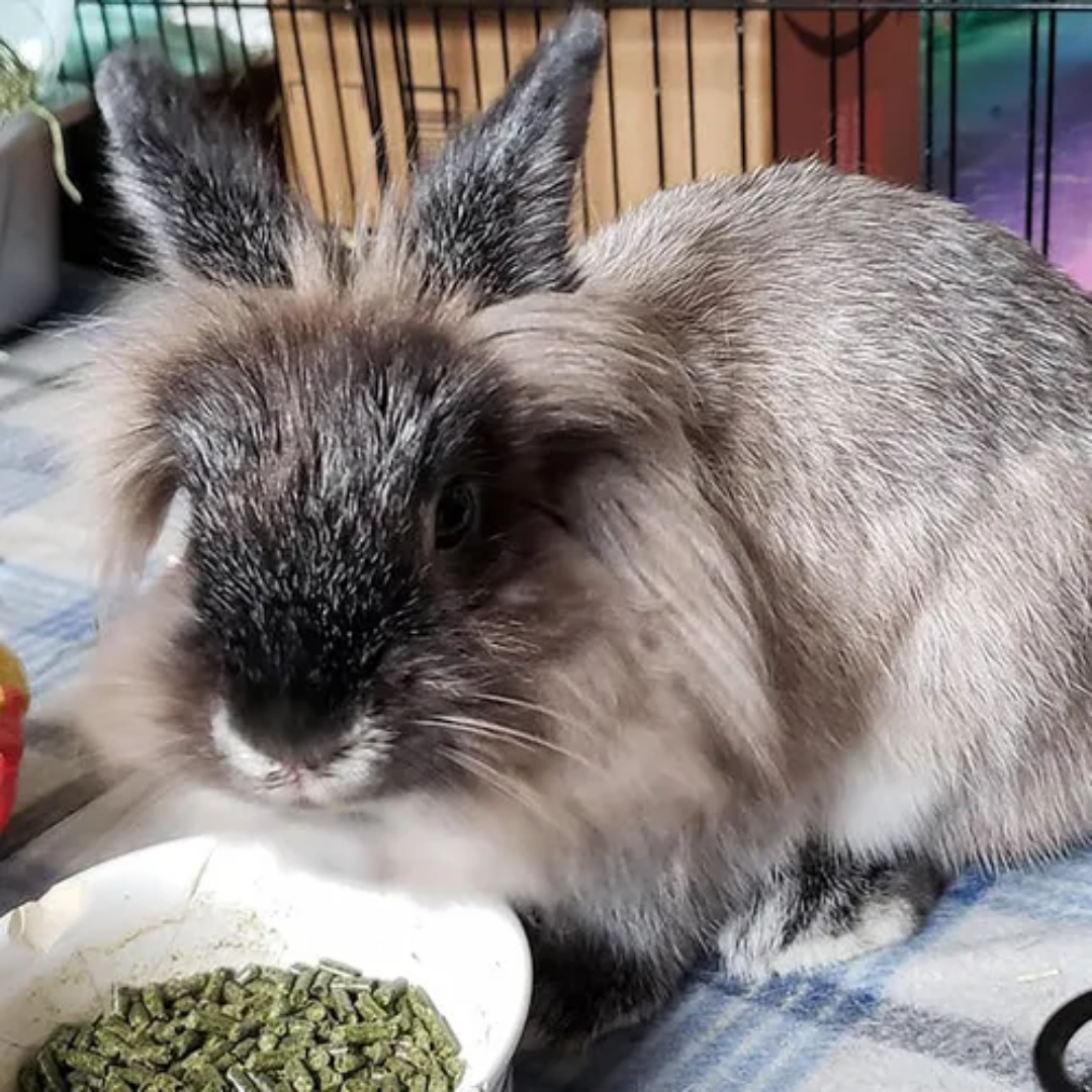 Sherwood Conejo adulto